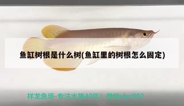 魚缸樹根是什么樹(魚缸里的樹根怎么固定) 虎紋銀版魚