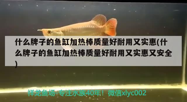 什么牌子的魚缸加熱棒質量好耐用又實惠(什么牌子的魚缸加熱棒質量好耐用又實惠又安全)