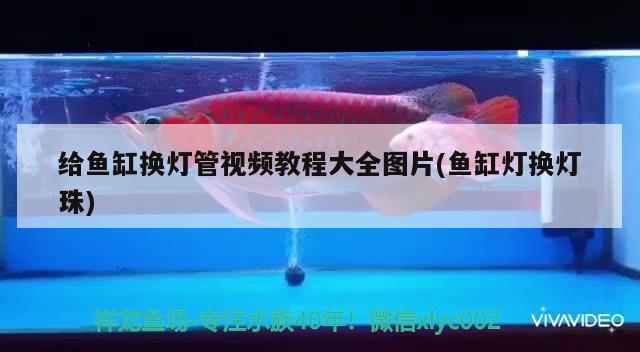 給魚缸換燈管視頻教程大全圖片(魚缸燈換燈珠) 雪龍魚