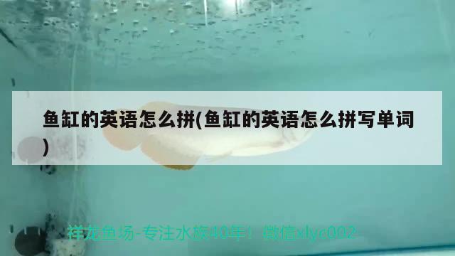 魚缸的英語怎么拼(魚缸的英語怎么拼寫單詞)