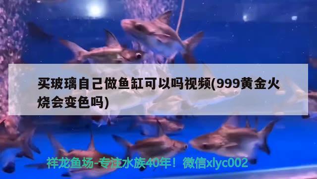 買玻璃自己做魚(yú)缸可以嗎視頻(999黃金火燒會(huì)變色嗎)