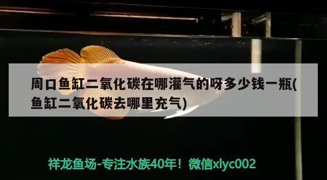 周口魚缸二氧化碳在哪灌氣的呀多少錢一瓶(魚缸二氧化碳去哪里充氣)