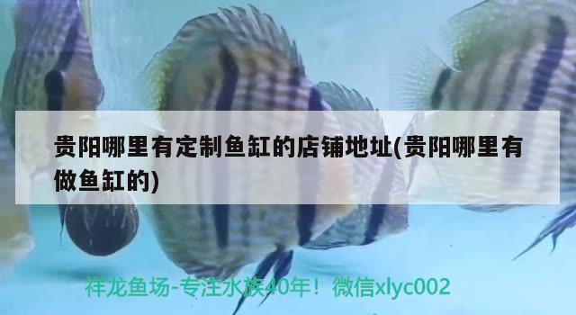 貴陽哪里有定制魚缸的店鋪地址(貴陽哪里有做魚缸的) 黃金招財貓魚