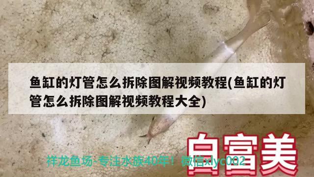 魚缸的燈管怎么拆除圖解視頻教程(魚缸的燈管怎么拆除圖解視頻教程大全)