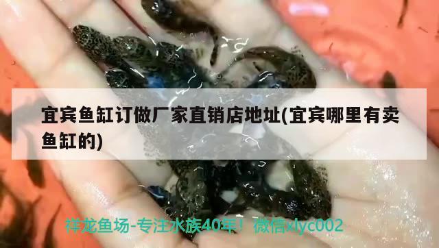 宜賓魚(yú)缸訂做廠(chǎng)家直銷(xiāo)店地址(宜賓哪里有賣(mài)魚(yú)缸的)