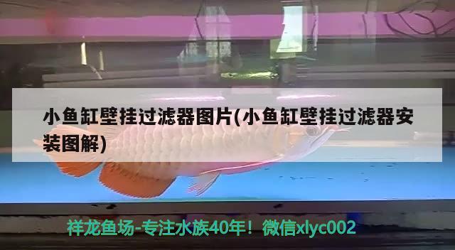 小魚缸壁掛過濾器圖片(小魚缸壁掛過濾器安裝圖解) 元寶鯽