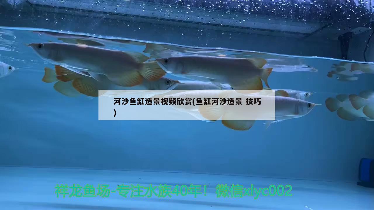 河沙魚缸造景視頻欣賞(魚缸河沙造景技巧)