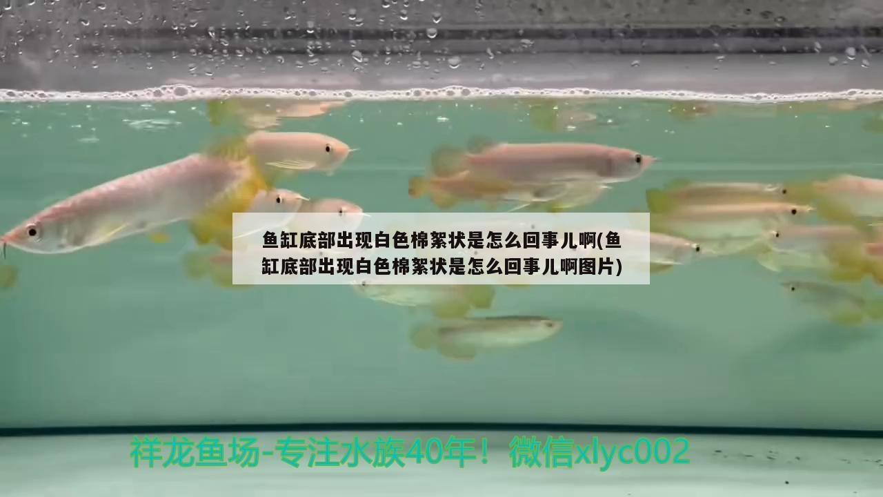 魚缸底部出現(xiàn)白色棉絮狀是怎么回事兒啊(魚缸底部出現(xiàn)白色棉絮狀是怎么回事兒啊圖片)