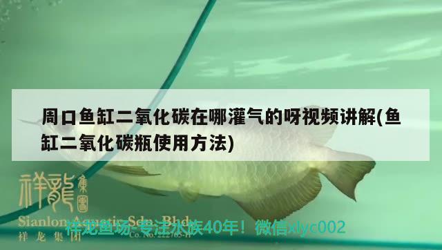 周口魚缸二氧化碳在哪灌氣的呀視頻講解(魚缸二氧化碳瓶使用方法)