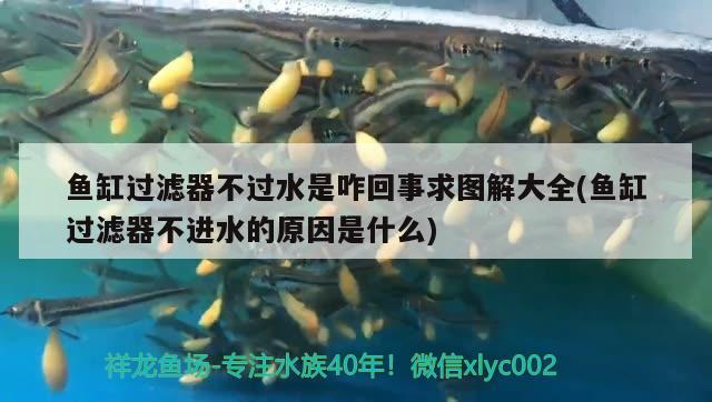 魚缸過濾器不過水是咋回事求圖解大全(魚缸過濾器不進水的原因是什么) 短身紅龍魚