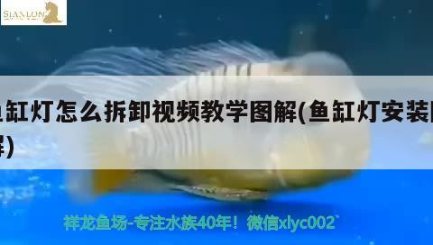 魚缸燈怎么拆卸視頻教學(xué)圖解(魚缸燈安裝圖解) 水族世界