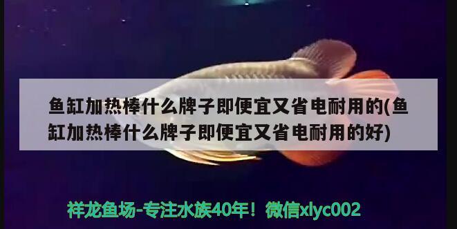 魚缸加熱棒什么牌子即便宜又省電耐用的(魚缸加熱棒什么牌子即便宜又省電耐用的好)