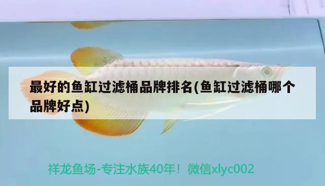 最好的魚缸過濾桶品牌排名(魚缸過濾桶哪個(gè)品牌好點(diǎn)) 三間鼠魚