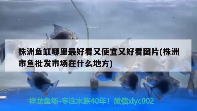 株洲魚缸哪里最好看又便宜又好看圖片(株洲市魚批發(fā)市場在什么地方)