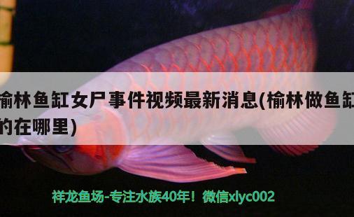 榆林魚缸女尸事件視頻最新消息(榆林做魚缸的在哪里) 綠皮皇冠豹魚 第1張