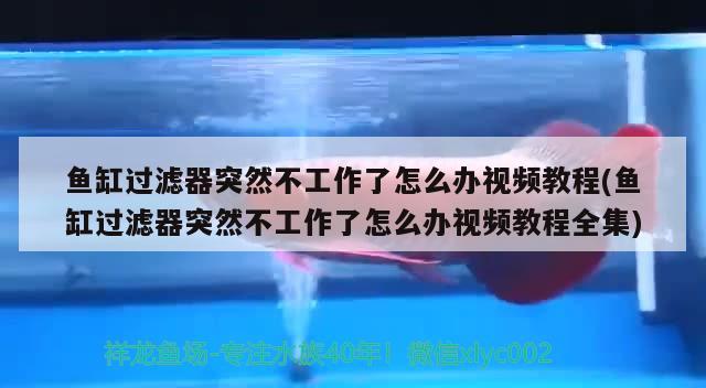 魚(yú)缸過(guò)濾器突然不工作了怎么辦視頻教程(魚(yú)缸過(guò)濾器突然不工作了怎么辦視頻教程全集) 球鯊魚(yú)