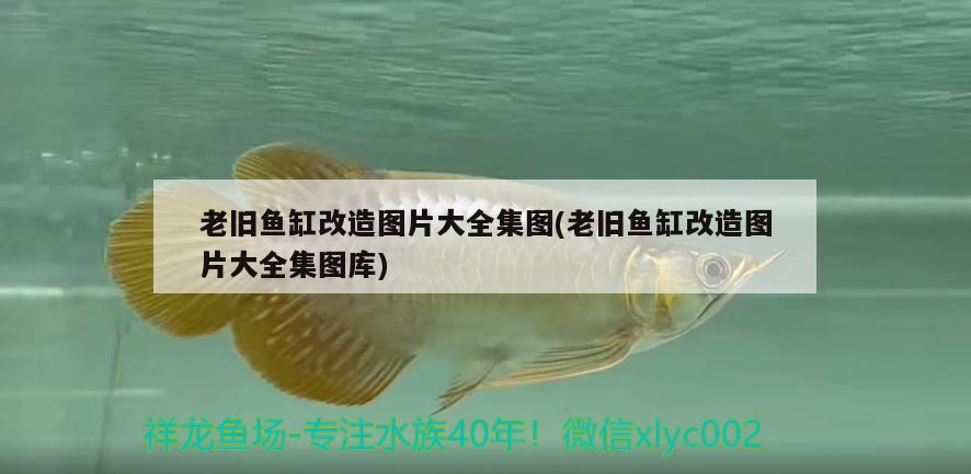 老舊魚(yú)缸改造圖片大全集圖(老舊魚(yú)缸改造圖片大全集圖庫(kù))