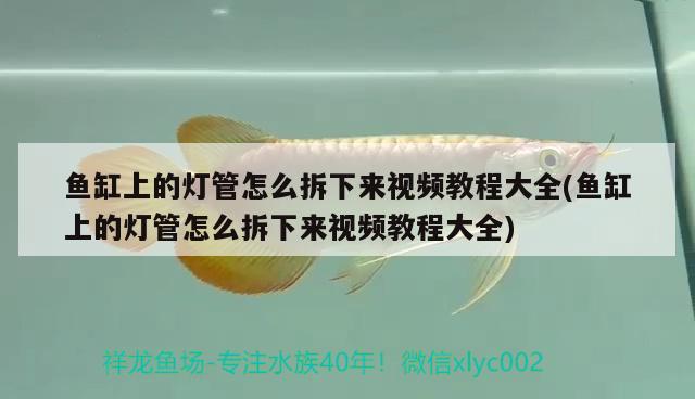 魚缸上的燈管怎么拆下來視頻教程大全(魚缸上的燈管怎么拆下來視頻教程大全)