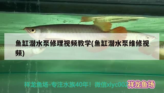 魚缸潛水泵修理視頻教學(xué)(魚缸潛水泵維修視頻)