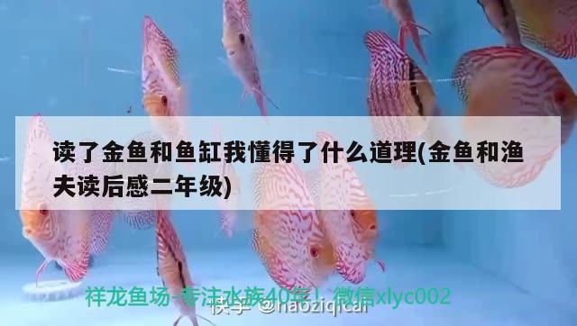 讀了金魚和魚缸我懂得了什么道理(金魚和漁夫讀后感二年級) 黃金夢幻雷龍魚