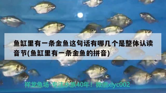 魚缸里有一條金魚這句話有哪幾個是整體認(rèn)讀音節(jié)(魚缸里有一條金魚的拼音)