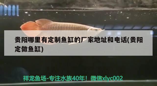 貴陽哪里有定制魚缸的廠家地址和電話(貴陽定做魚缸) 虎魚百科