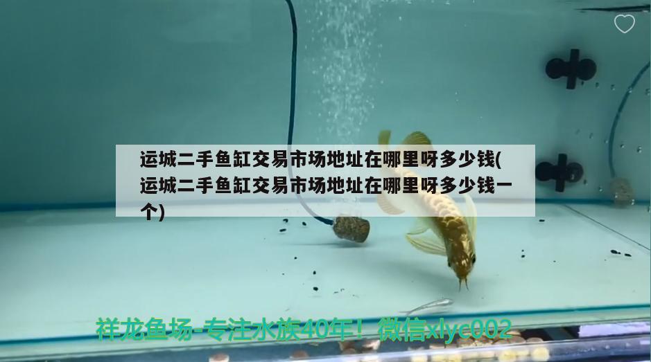 運城二手魚缸交易市場地址在哪里呀多少錢(運城二手魚缸交易市場地址在哪里呀多少錢一個) 祥禾Super Red紅龍魚