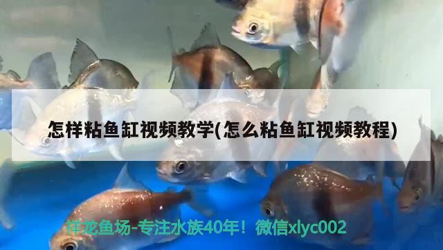 怎樣粘魚(yú)缸視頻教學(xué)(怎么粘魚(yú)缸視頻教程) 九鼎魚(yú)缸