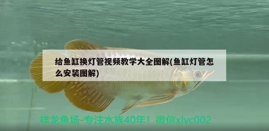 給魚缸換燈管視頻教學大全圖解(魚缸燈管怎么安裝圖解) 白子銀版魚