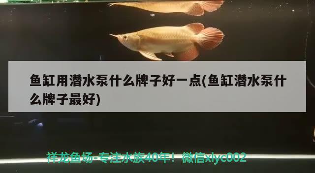 魚缸用潛水泵什么牌子好一點(魚缸潛水泵什么牌子最好)