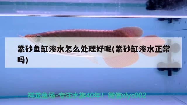 紫砂魚缸滲水怎么處理好呢(紫砂缸滲水正常嗎)