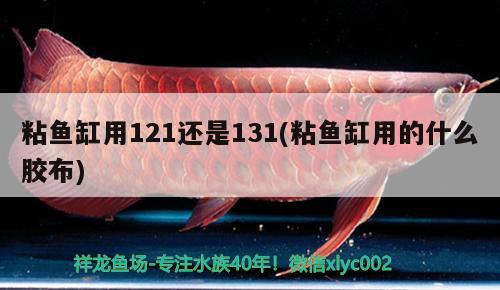 粘魚缸用121還是131(粘魚缸用的什么膠布) 九鼎魚缸