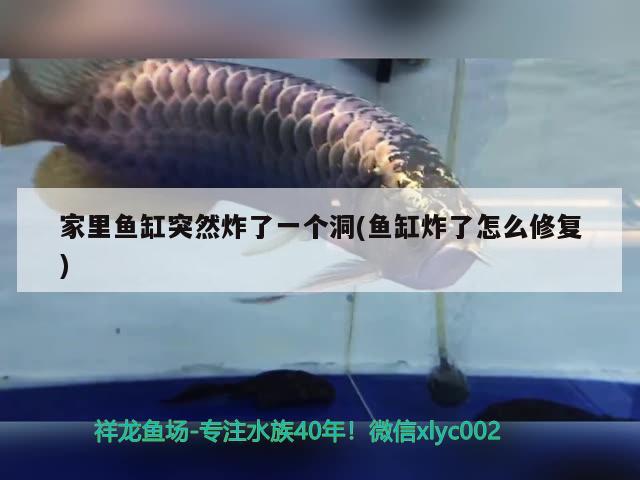 家里魚缸突然炸了一個(gè)洞(魚缸炸了怎么修復(fù)) 福滿鉆魚