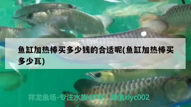 魚缸加熱棒買多少錢的合適呢(魚缸加熱棒買多少瓦) 金龍魚百科