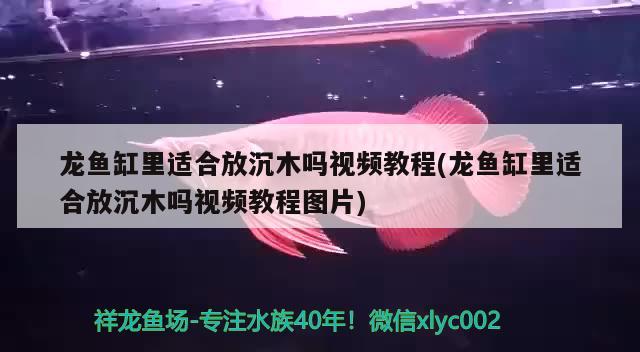 龍魚缸里適合放沉木嗎視頻教程(龍魚缸里適合放沉木嗎視頻教程圖片)