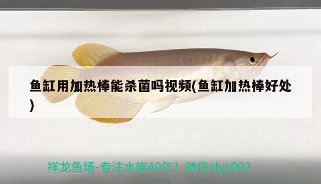 魚缸用加熱棒能殺菌嗎視頻(魚缸加熱棒好處) 魟魚百科