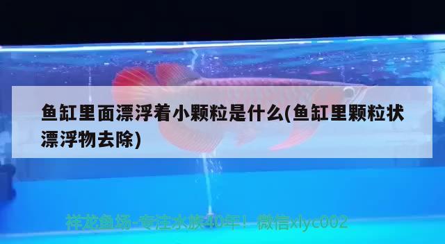 魚缸里面漂浮著小顆粒是什么(魚缸里顆粒狀漂浮物去除)