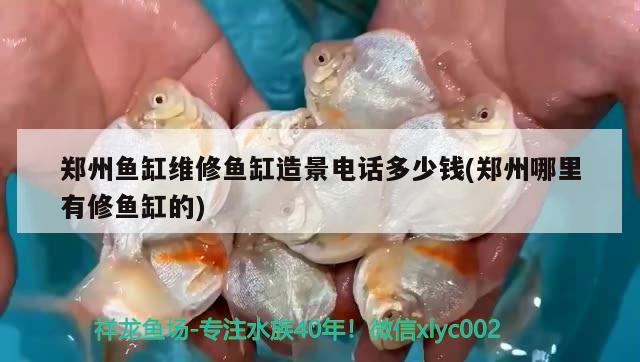 鄭州魚缸維修魚缸造景電話多少錢(鄭州哪里有修魚缸的)