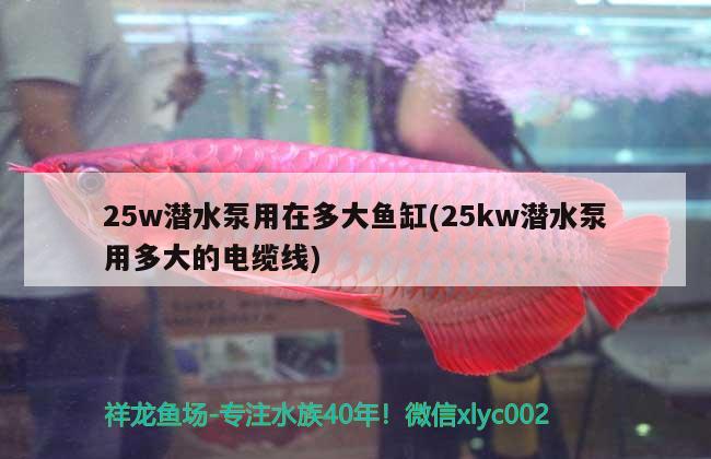 25w潛水泵用在多大魚缸(25kw潛水泵用多大的電纜線) 大白鯊魚苗