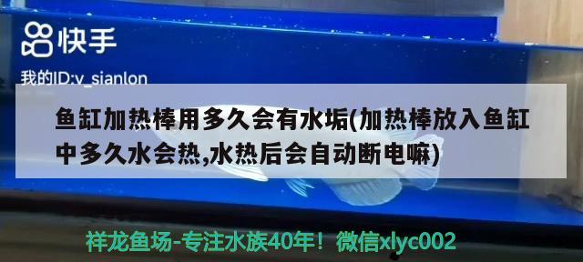 魚缸加熱棒用多久會有水垢(加熱棒放入魚缸中多久水會熱,水熱后會自動斷電嘛) 蝴蝶鯉