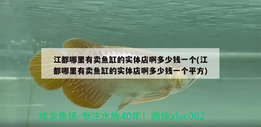 江都哪里有賣魚缸的實體店啊多少錢一個(江都哪里有賣魚缸的實體店啊多少錢一個平方)