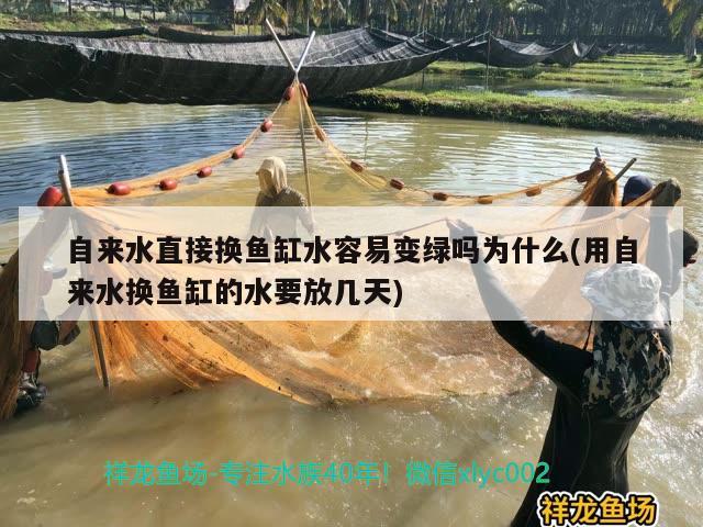 自來水直接換魚缸水容易變綠嗎為什么(用自來水換魚缸的水要放幾天)