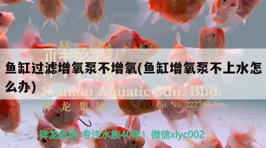 魚缸過濾增氧泵不增氧(魚缸增氧泵不上水怎么辦)