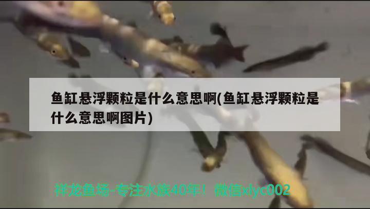 魚缸懸浮顆粒是什么意思啊(魚缸懸浮顆粒是什么意思啊圖片)