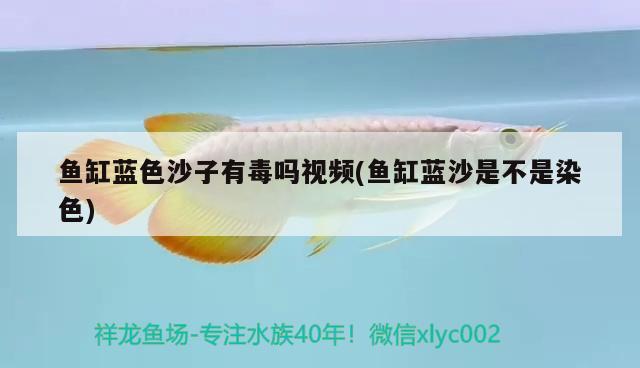 魚缸藍色沙子有毒嗎視頻(魚缸藍沙是不是染色) 狗仔招財貓魚