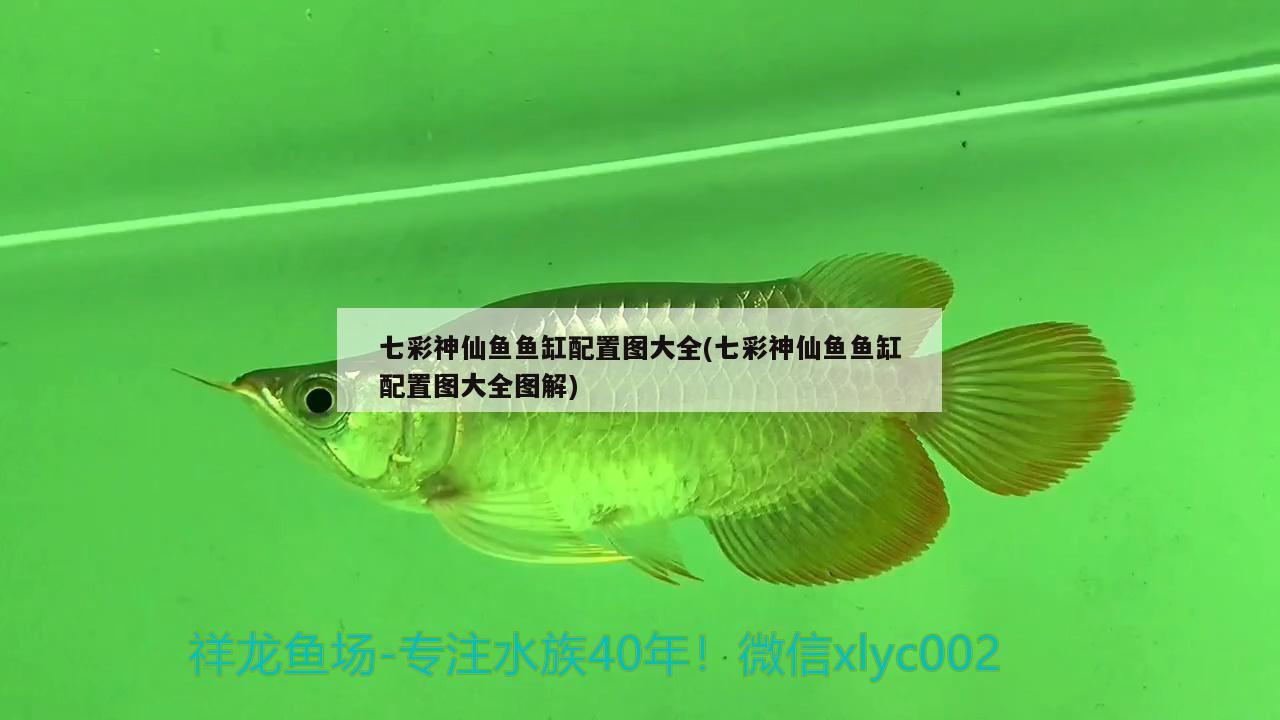 七彩神仙魚魚缸配置圖大全(七彩神仙魚魚缸配置圖大全圖解)