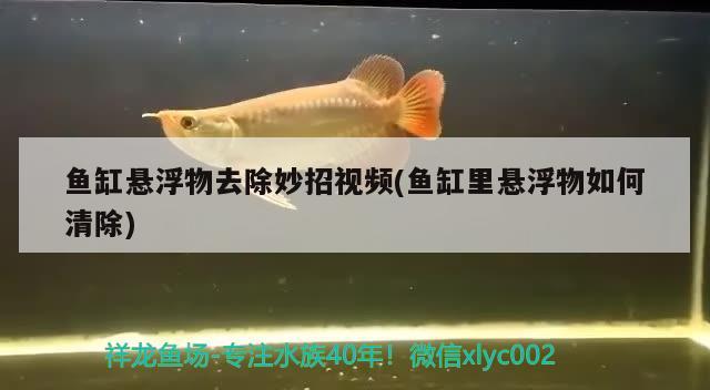 魚(yú)缸懸浮物去除妙招視頻(魚(yú)缸里懸浮物如何清除)