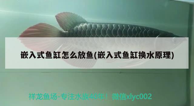 嵌入式魚缸怎么放魚(嵌入式魚缸換水原理) 祥龍魚場(chǎng)品牌產(chǎn)品