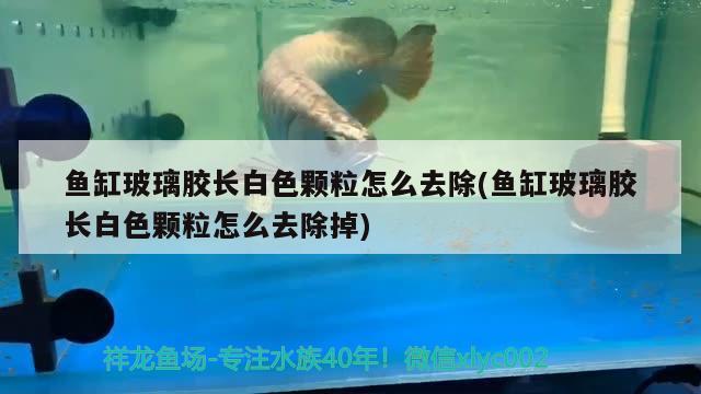 魚缸玻璃膠長白色顆粒怎么去除(魚缸玻璃膠長白色顆粒怎么去除掉)