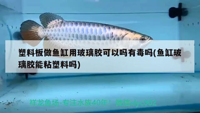 塑料板做魚缸用玻璃膠可以嗎有毒嗎(魚缸玻璃膠能粘塑料嗎) 泰國雪鯽魚